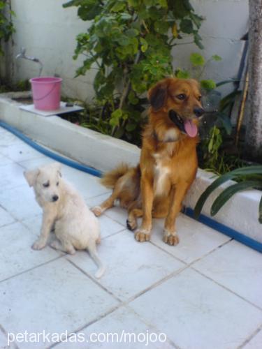 durmuş Erkek Amerikan Cocker Spaniel