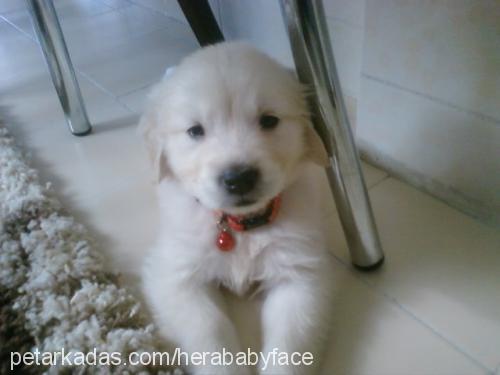 hera Dişi Golden Retriever