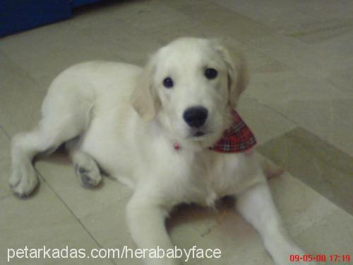 hera Dişi Golden Retriever