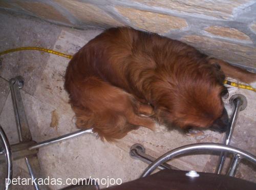 lucky Erkek Amerikan Cocker Spaniel