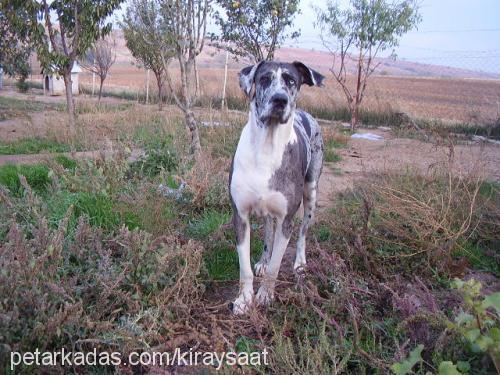 leydi Dişi Alman Çoban Köpeği