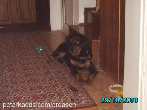 ruj Dişi Rottweiler