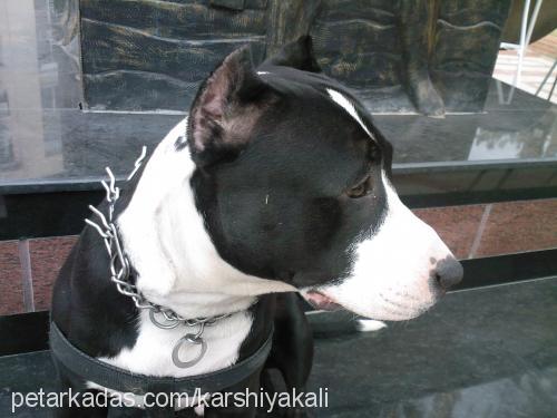 apache Erkek Amerikan Staffordshire Terrier