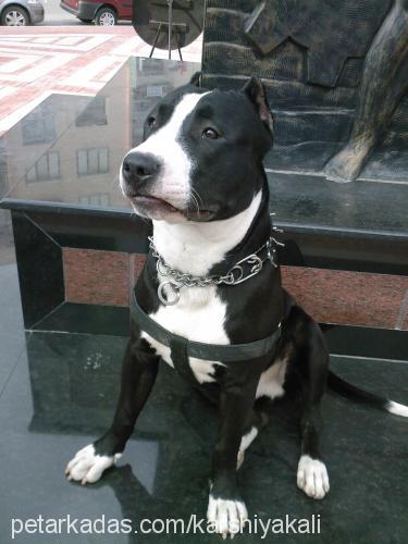 apache Erkek Amerikan Staffordshire Terrier