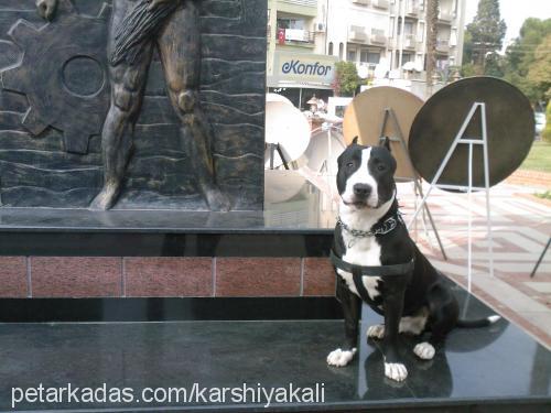 apache Erkek Amerikan Staffordshire Terrier