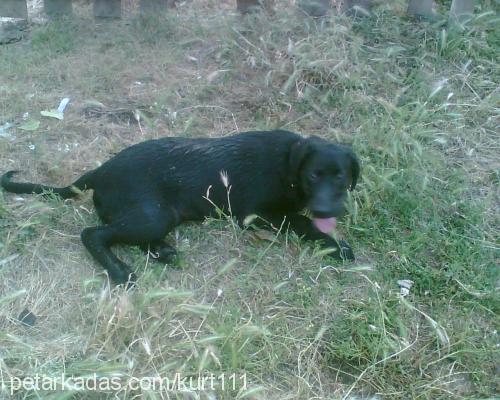 alex Erkek Labrador Retriever