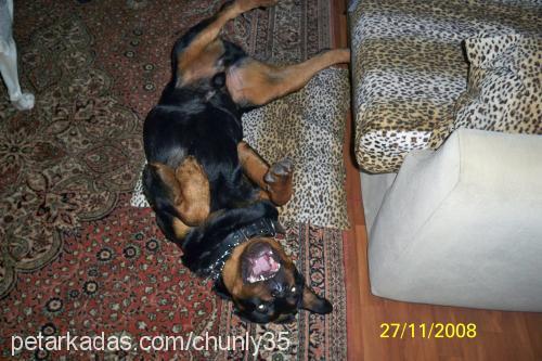 ...zeus... Erkek Rottweiler