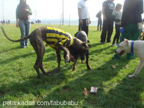 tabu Dişi Great Dane (Danua)