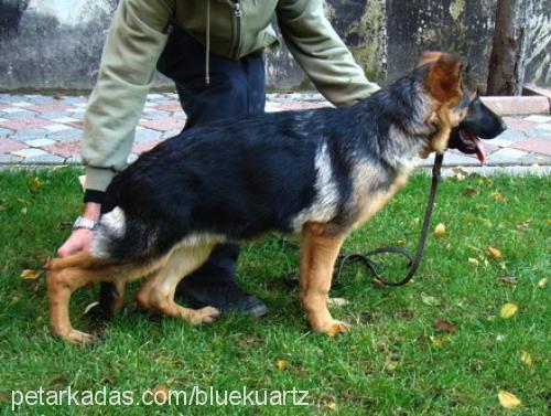 enjavonsofanga Dişi Alman Çoban Köpeği