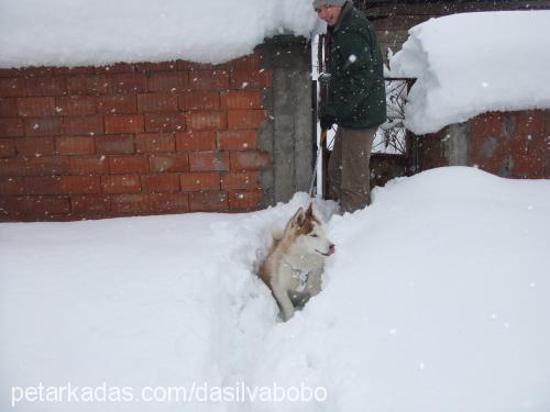 dasilvabobo Erkek Sibirya Kurdu (Husky)