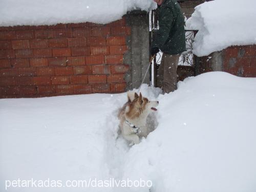 dasilvabobo Erkek Sibirya Kurdu (Husky)