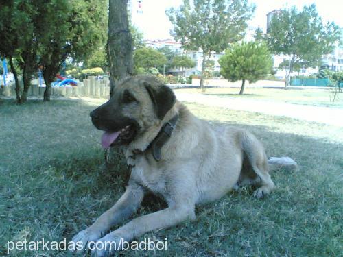 swashbuckler Erkek Kangal