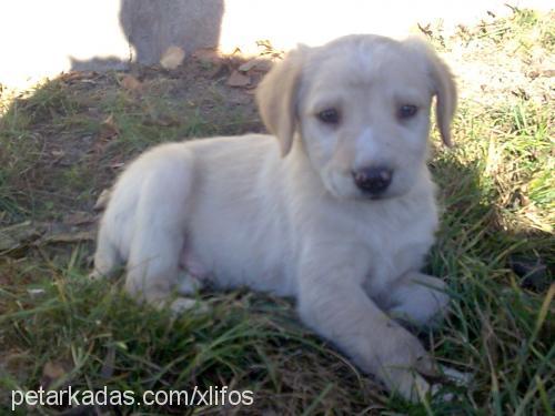 xawyer Erkek Golden Retriever