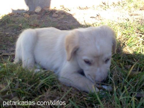 xawyer Erkek Golden Retriever