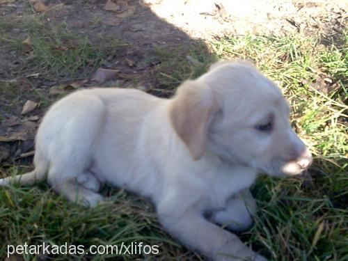 xawyer Erkek Golden Retriever