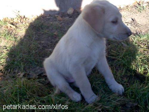 xawyer Erkek Golden Retriever