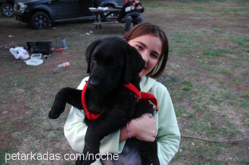 noche Erkek Labrador Retriever