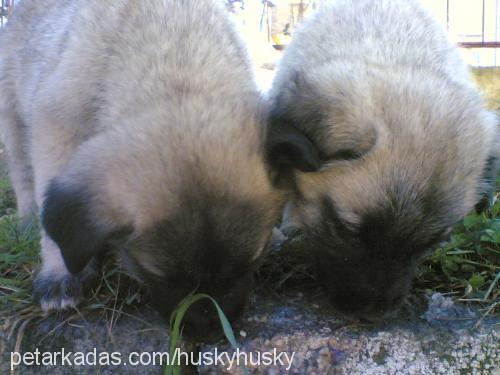 gümüş Dişi Sibirya Kurdu (Husky)