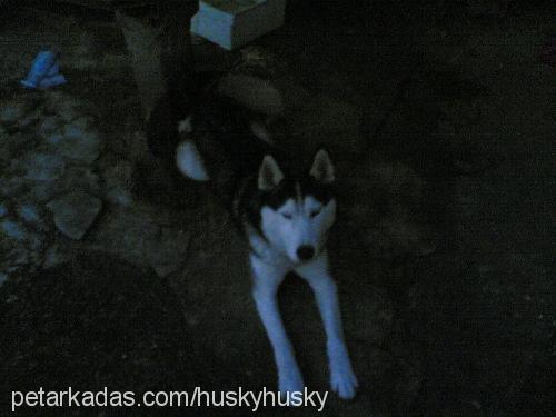 gümüş Dişi Sibirya Kurdu (Husky)