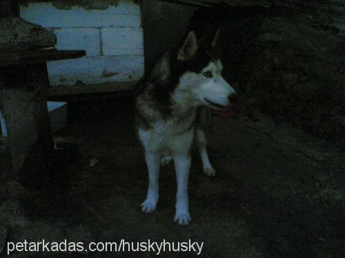 gümüş Dişi Sibirya Kurdu (Husky)