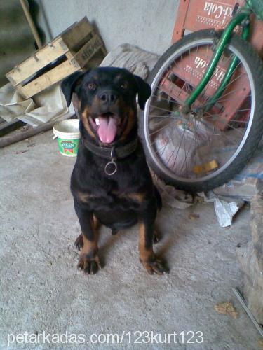 baron Erkek Rottweiler