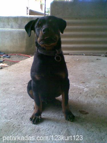 baron Erkek Rottweiler