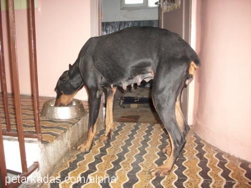 odin........ Dişi Doberman Pinscher