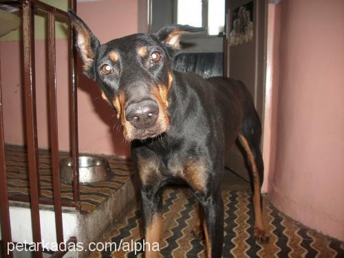 odin........ Dişi Doberman Pinscher