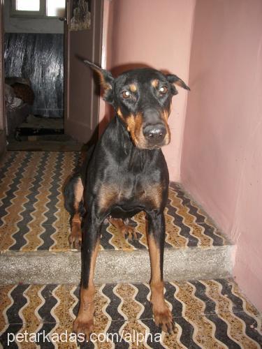 odin........ Dişi Doberman Pinscher