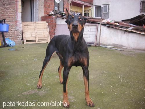 odin........ Dişi Doberman Pinscher