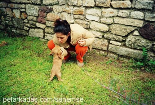 bıber Dişi İngiliz Cocker Spaniel