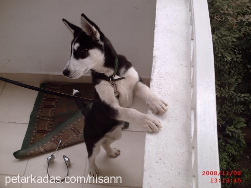 asi Dişi Sibirya Kurdu (Husky)