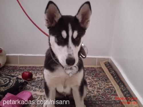 asi Dişi Sibirya Kurdu (Husky)