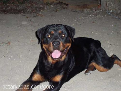 army Erkek Rottweiler