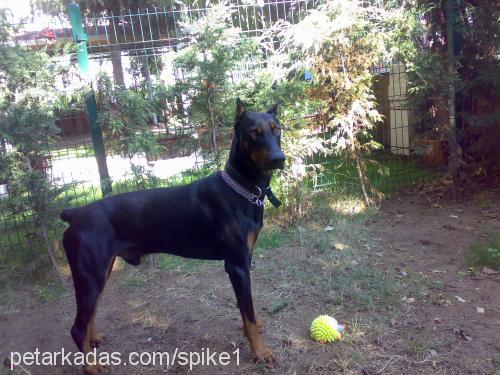 spike Erkek Doberman Pinscher