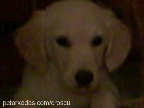 daisy Dişi Golden Retriever