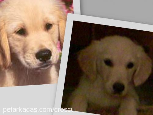 daisy Dişi Golden Retriever