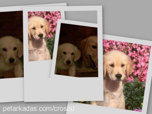 daisy Dişi Golden Retriever