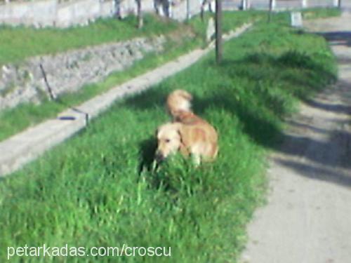 tarçın Erkek Golden Retriever