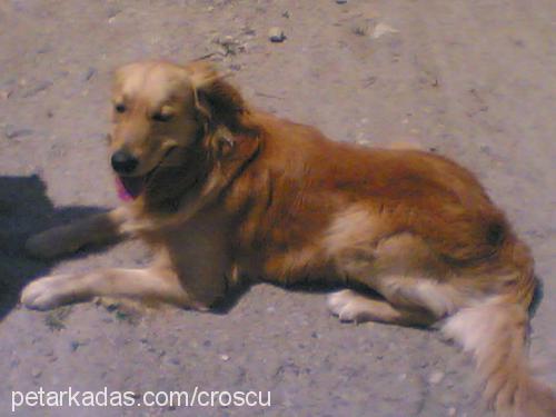 tarçın Erkek Golden Retriever