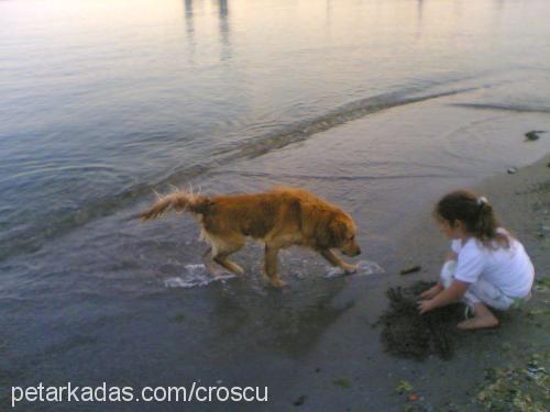 tarçın Erkek Golden Retriever