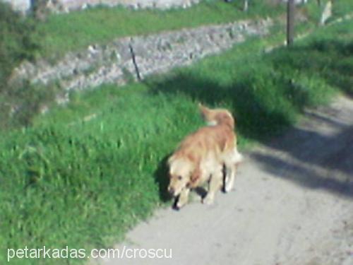 tarçın Erkek Golden Retriever