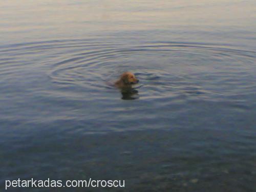 tarçın Erkek Golden Retriever