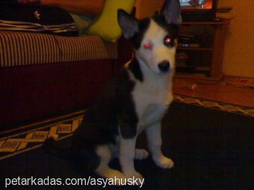 asya Dişi Sibirya Kurdu (Husky)