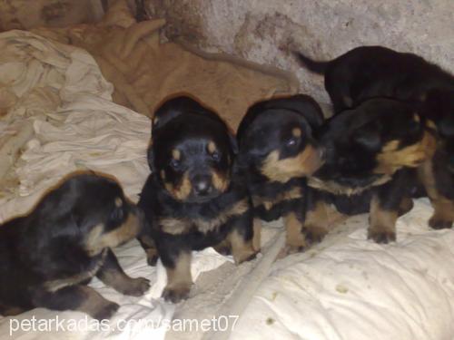 judie Dişi Rottweiler