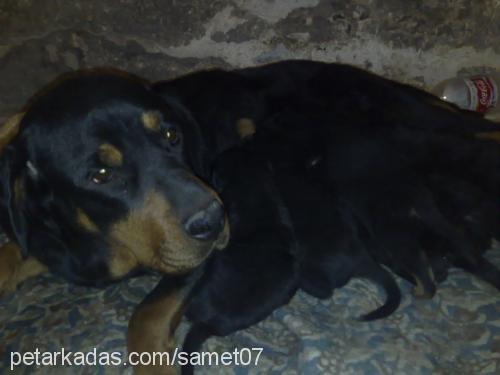 judie Dişi Rottweiler