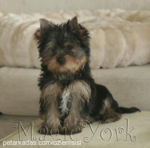 olala Dişi Yorkshire Terrier