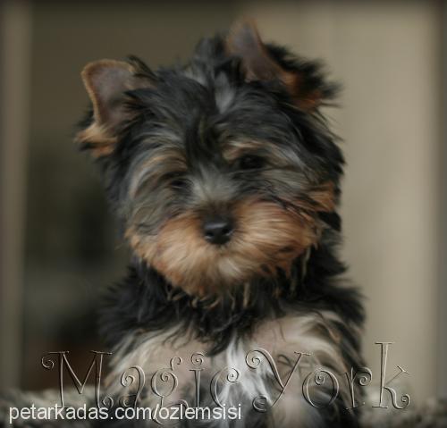 olala Dişi Yorkshire Terrier