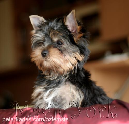 olala Dişi Yorkshire Terrier