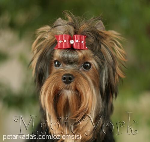 octavia Dişi Yorkshire Terrier